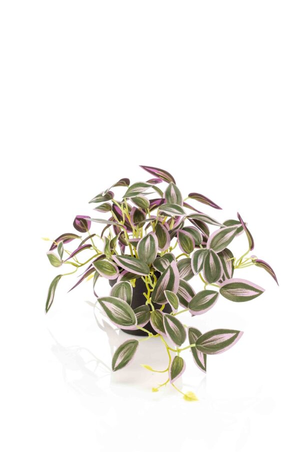 Juoru 19cm vihreä/purppura ruukussa