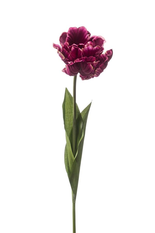 Tulppaani Paris 66cm