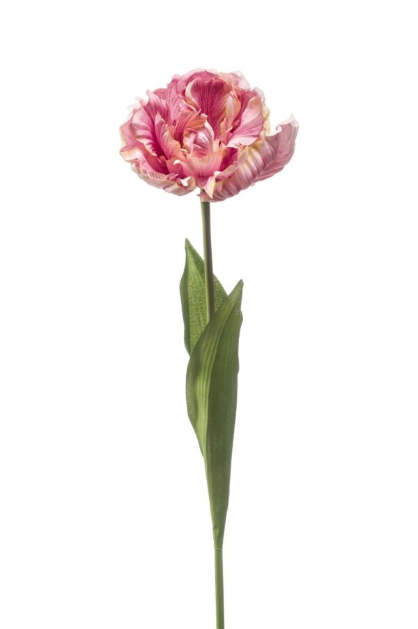 Tulppaani Paris 66cm