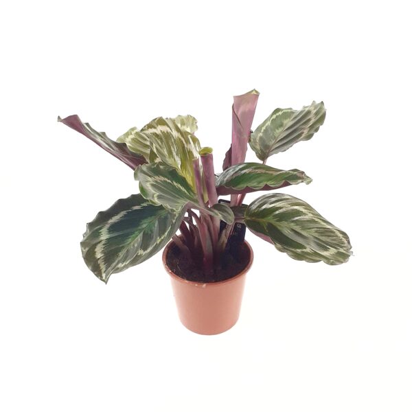 Isomaija 'Medallion'  p14