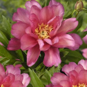 Pioni Itoh-hybridi 'Julia Rose'; At,4L,Ul