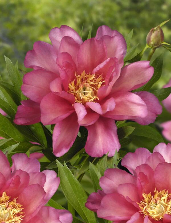 Pioni Itoh-hybridi 'Julia Rose'; At,4L,Ul