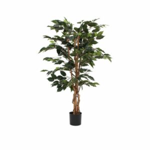 Ficus 110 cm ruukussa