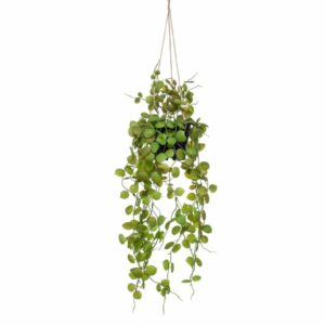 Herttalyhtyamppeli 50 cm