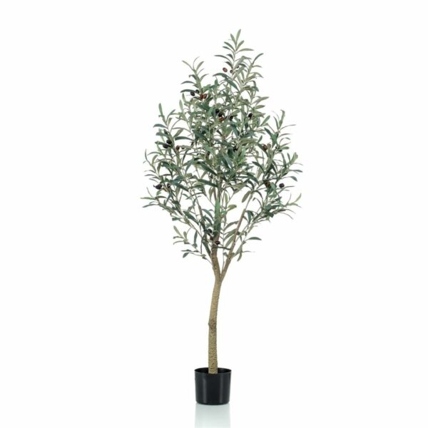 Olivipuu 140cm ruukussa