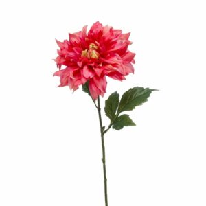 Daalia-oksa 60 cm beauty
