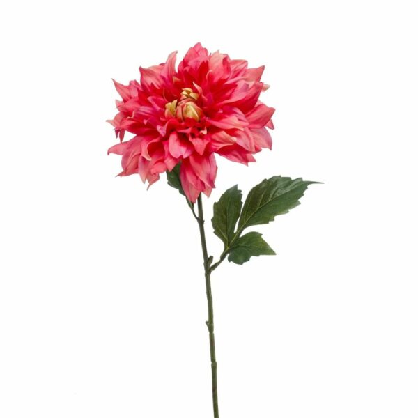 Daalia-oksa 60 cm beauty
