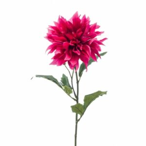 Daalia-oksa 60 cm fuksia