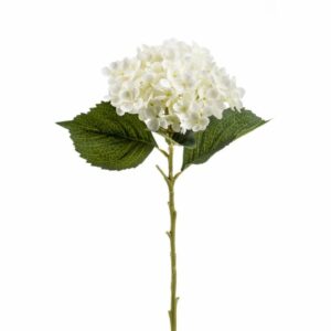 Hortensia-oksa Annabelle 52cm kerma