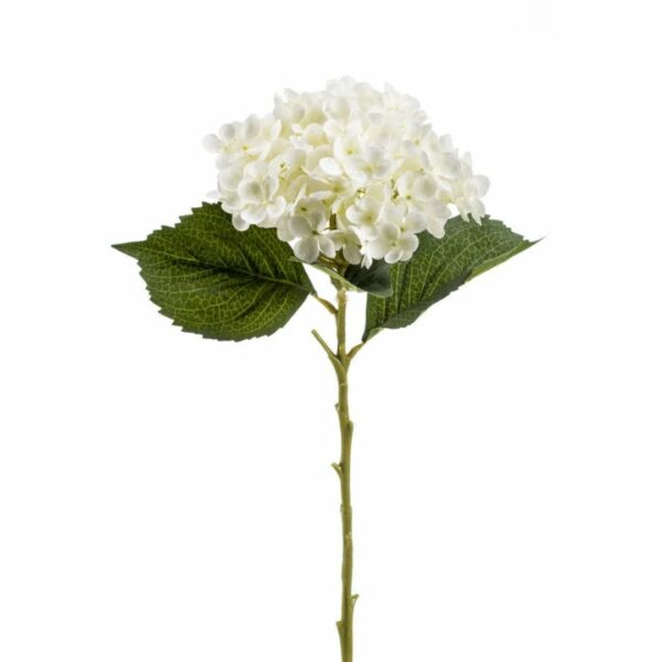 Hortensia-oksa Annabelle 52cm kerma