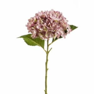 Hortensia-oksa Annabelle 52cm vaalea purppura