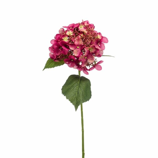 Hortensia 50cm, fuksia