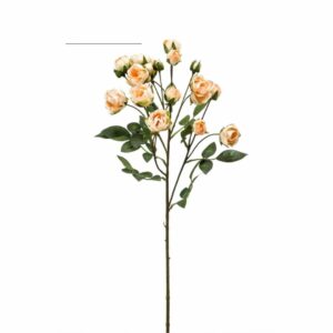 Miniruusu-oksa 57cm vaalea persikka