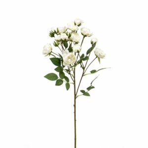 Tertturuusu-oksa 57cm