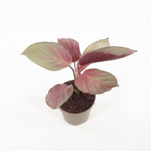 Calathea 'Silver Plate' p11