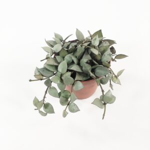 Posliininkukka  'Eskimo' p12