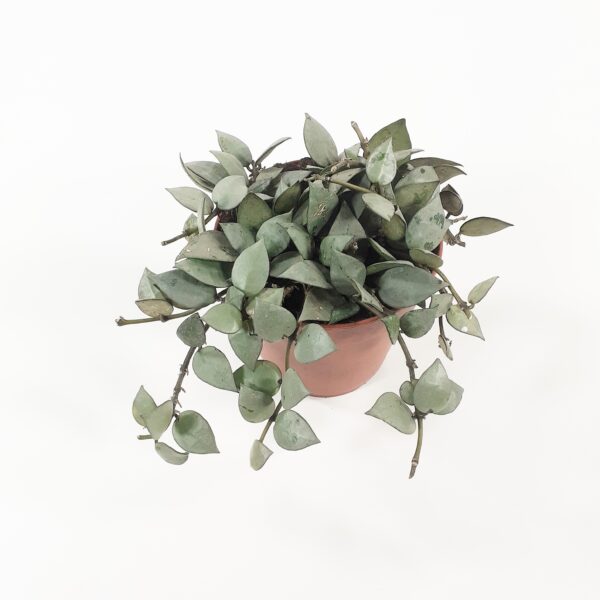 Posliininkukka  'Eskimo' p12