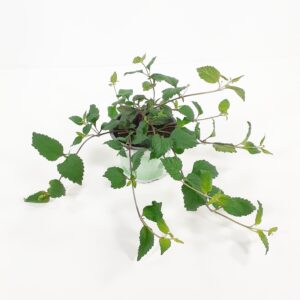 Hunajalippia p12