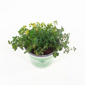 Sitruunatimjami 'Lemon variegated' p12
