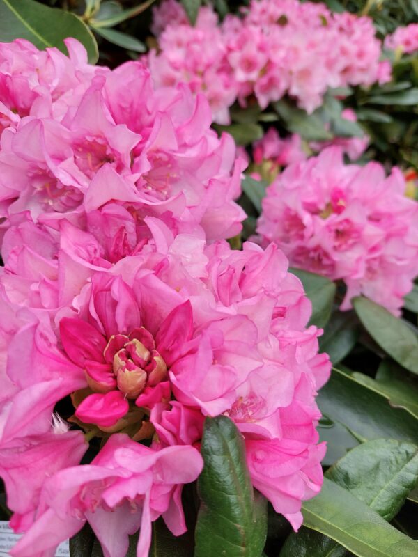 Alppiruusu 'Kyllikki'; At,5L,Ul