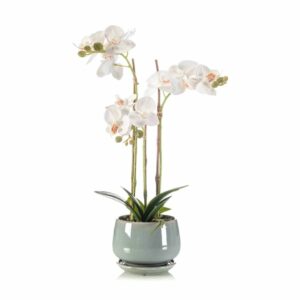 Perhoskämmekkä 43 cm valkoinen ruukussa