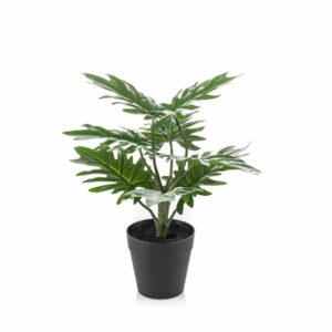 Köynnösvehka 28cm ruukussa