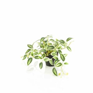 Rionjuoru vihreä/valkoinen 19cm