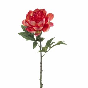 Pioni-oksa 55cm koralli