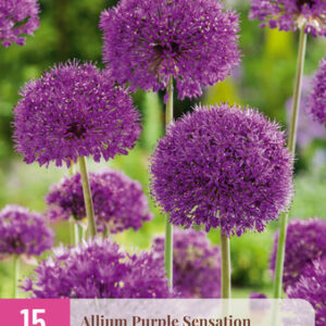 Ukkolaukka 'Purple Sensation' 15 kpl