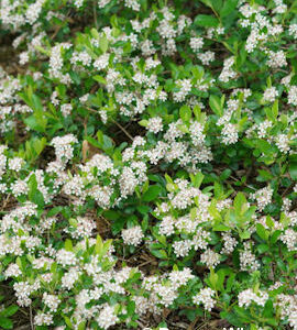 Musta-aronia Revontuli Spreader; At,3L