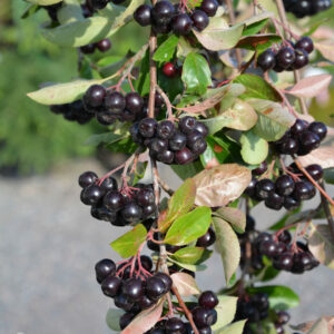 Marja-aronia 'Viking'; runko 150-200,At
