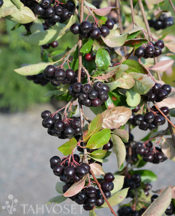Marja-aronia 'Viking'; runko 150-200,At