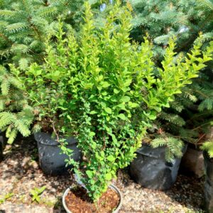 Japaninhappomarja 'Erecta'; 20-30, At,2L,Ul