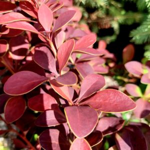 Japaninhappomarja 'Golden Ring'; At,2L,Ul