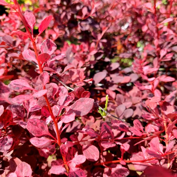 Purppurahappomarja 'Pink Queen'; At,2L,Ul