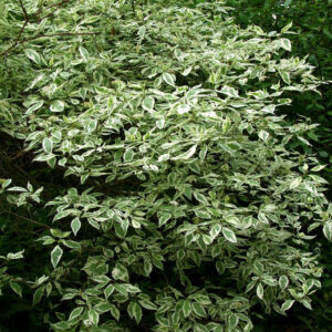 Valkokirjokanukka 'Sibirica Variegata'; At,3L