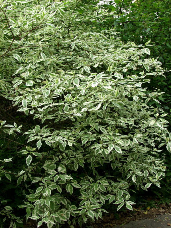 Valkokirjokanukka 'Sibirica Variegata'; At,3L