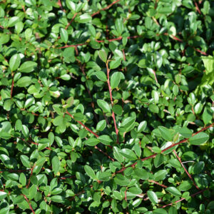 Siirotuhkapensas 'Eichholz'; At,2L