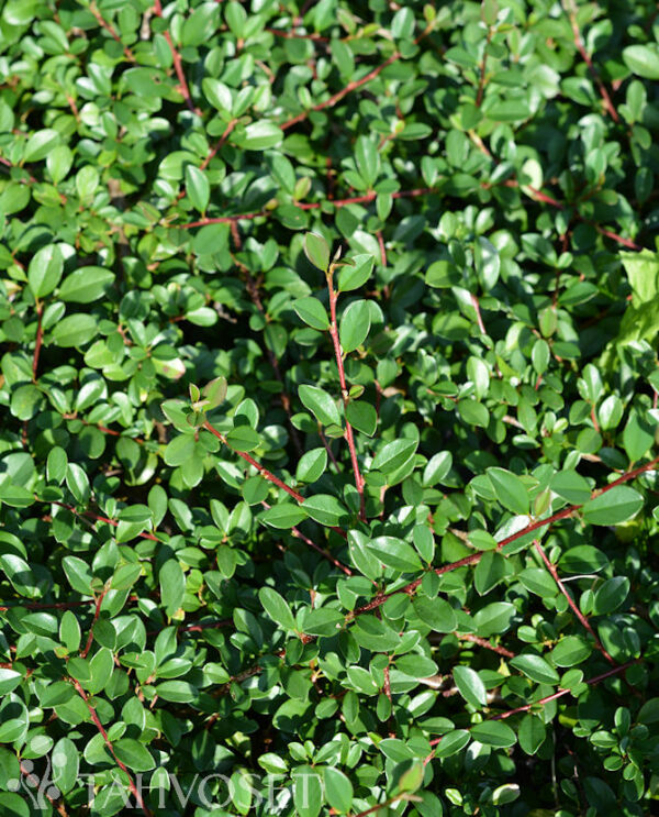 Siirotuhkapensas 'Eichholz'; At,2L