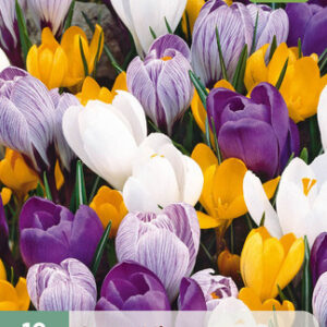 Krookus lajitelma Large Flowering Mix 10 kpl