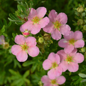 Pensashanhikki 'Lovely Pink'; At,3L