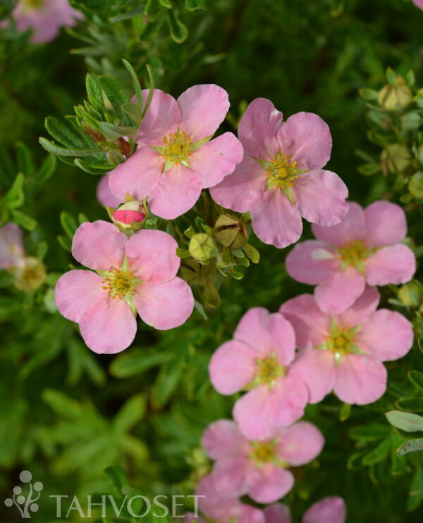 Pensashanhikki 'Lovely Pink'; At,3L