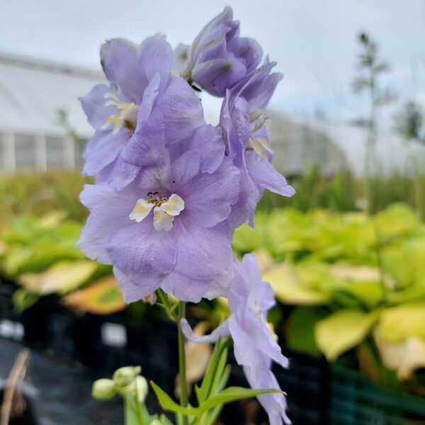 Jaloritarinkannus 'Misty'; At; 3L, O