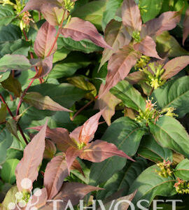 Isovuohenkuusama Kodiak Red; At,Ul
