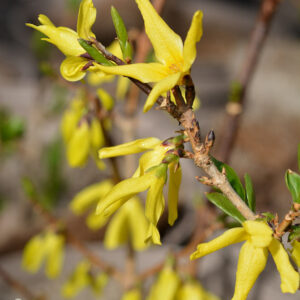 Jalo-onnenpensas 'Northern Gold'; rungollinen, At,