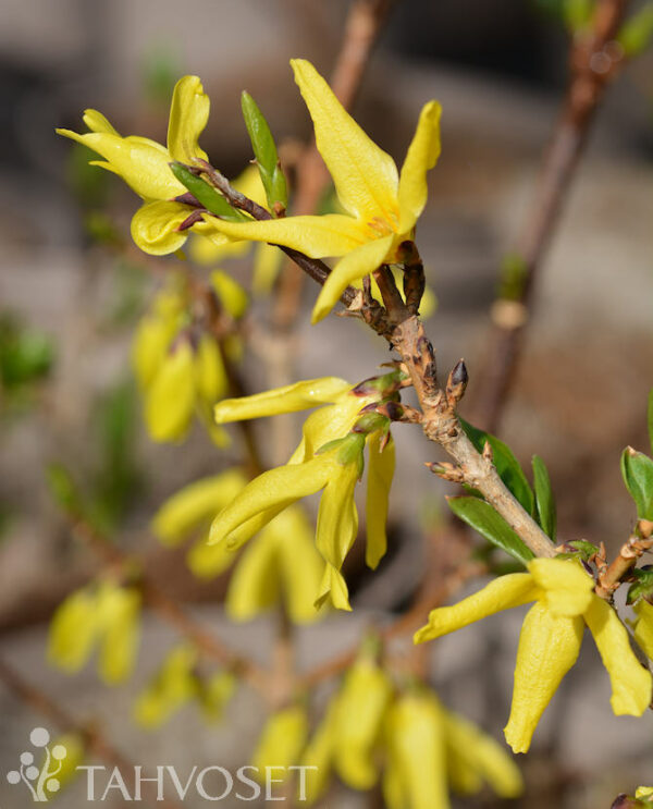 Jalo-onnenpensas 'Northern Gold'; rungollinen, At,