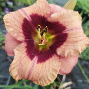 Tarhapäivänlilja 'Orchid Candy'; Med; 1,5L