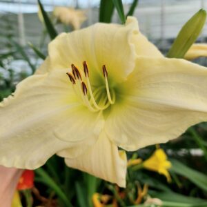 Tarhapäivänlilja 'White Temptation'; Med; 1,5L