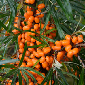 Tyrni 'Terhi' FinE emi; At,3L