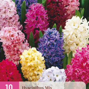 Puutarhahyasintti Mix 10 kpl